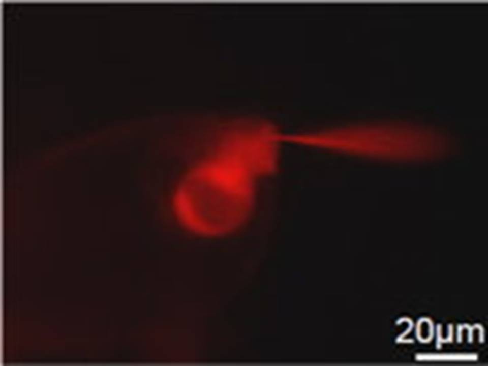 Injection of siRNA into the naked female gametophyte of Torenia2